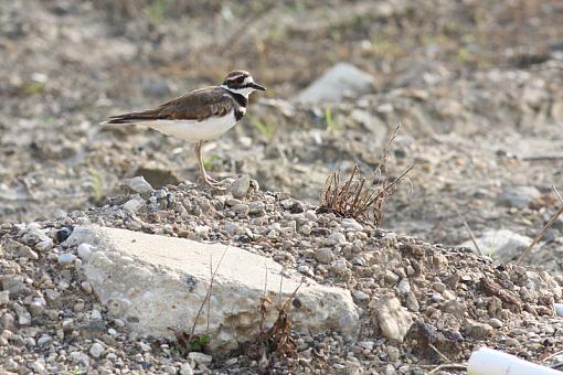 Kildeer-20090709-img_2443.jpg