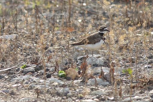 Kildeer-20090709-img_2464.jpg