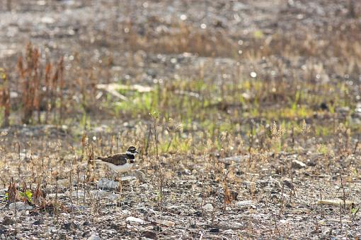 Kildeer-20090709-img_2467.jpg