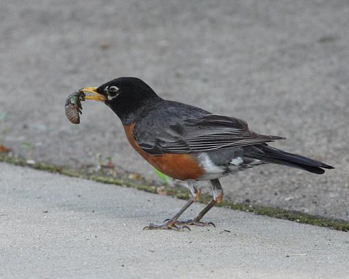 Robin with Dinner-20090709-img_2486.jpg