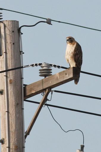 Redtail Hawk-20090709-img_2456.jpg