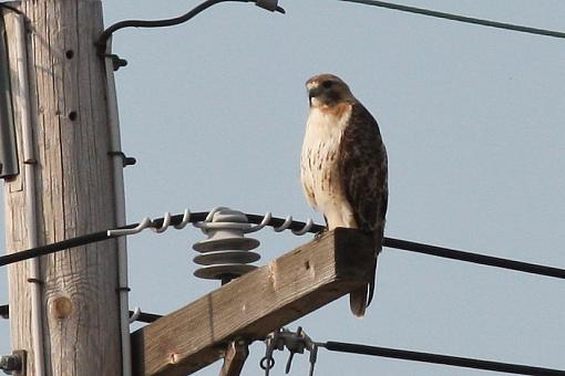 Redtail Hawk-20090709-img_2453.jpg