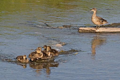 Watching over her brood.-duck-family.jpg