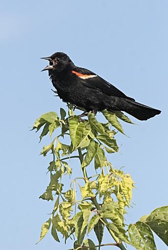 Watching over her brood.-redwing.jpg