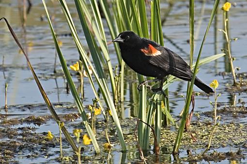 Watching over her brood.-redwing2.jpg