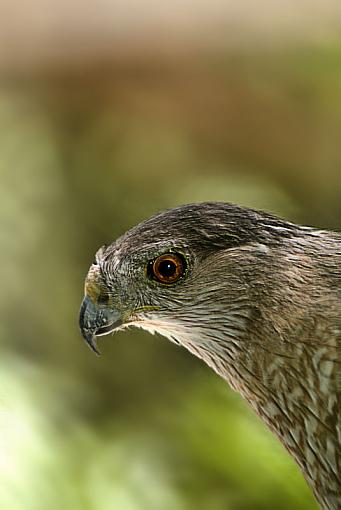 Cooper Hawk portraits-cooper_hawk419adjusted.jpg