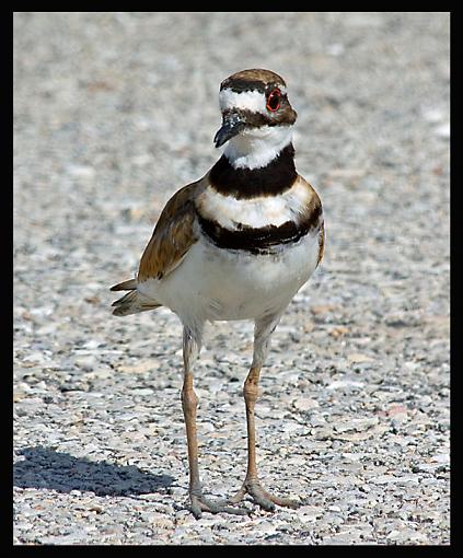 Jesters of the bird world?-killdeer_1.jpg