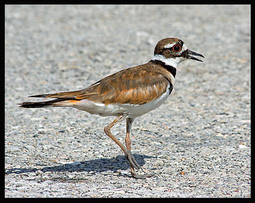 Jesters of the bird world?-killdeer_2.jpg