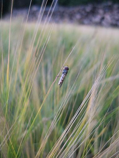 Sleepy fly-img_5473.jpg