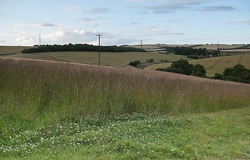 Meadow Poppy-img_5435.jpg