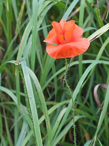 Meadow Poppy-img_5441.jpg