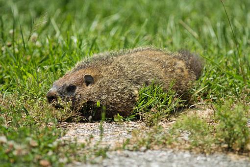 Groundhogs-img_2601.jpg