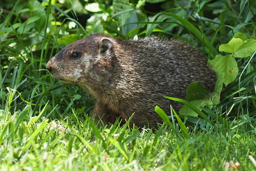 Groundhogs-img_2610.jpg