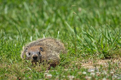 Groundhogs-img_2596.jpg