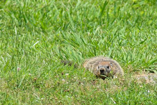 Groundhogs-img_2578.jpg