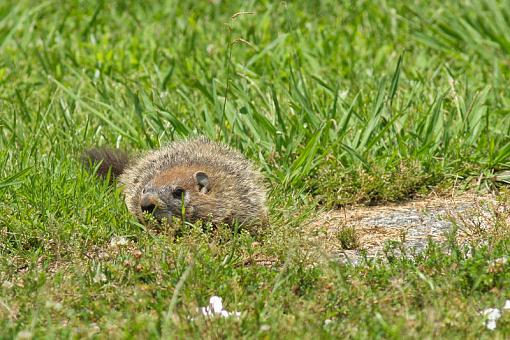 Groundhogs-img_2584.jpg