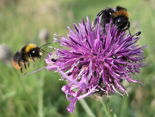 Bombus or Psithyrus ?-img_5406.jpg