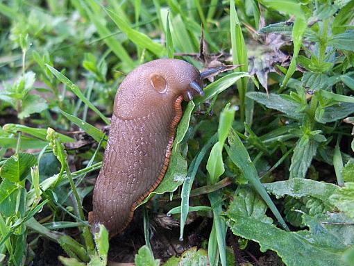 It rained ... slugs-img_5478.jpg