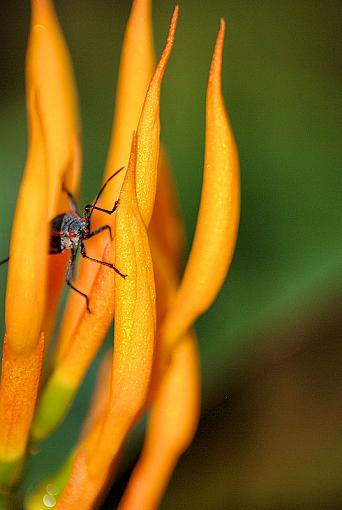 Bug on a plant (any ideas about either?)-bug077.jpg