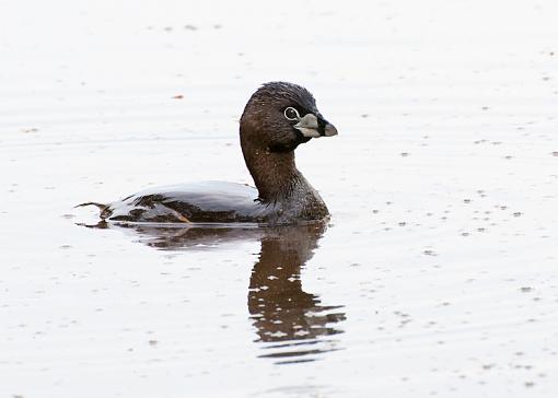 One grebe, one duckling, and two bushtits-pied-billed-grebe-rev.jpg