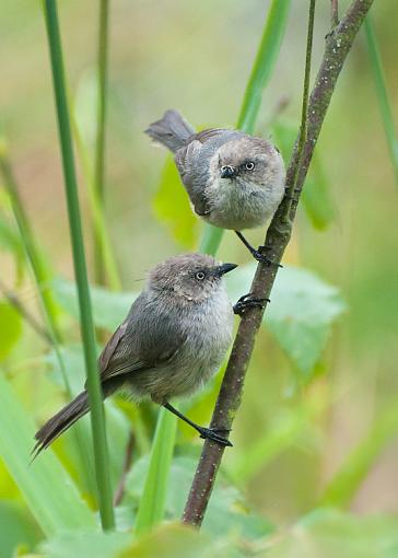 One grebe, one duckling, and two bushtits-two-bushtits-rev.jpg