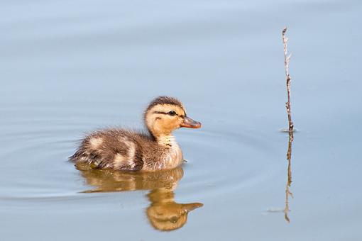 One grebe, one duckling, and two bushtits-little-duck-water-rev.jpg