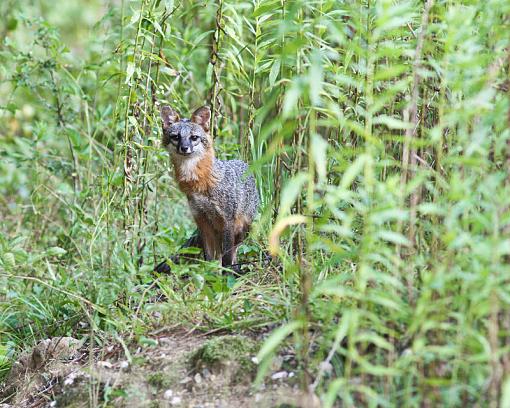 Grey Fox :)-20090718-img_3082.jpg