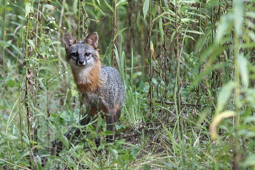 Grey Fox :)-20090718-img_3085.jpg