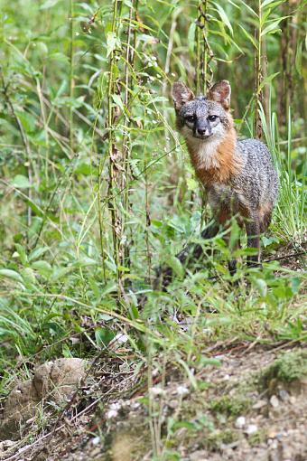 Grey Fox :)-20090718-img_3086.jpg