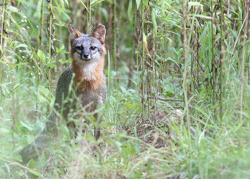 Grey Fox :)-20090718-img_3094.jpg