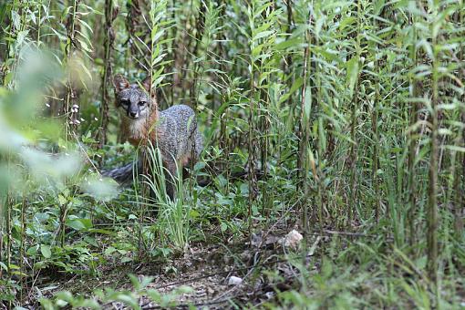 Grey Fox :)-20090718-img_3101.jpg