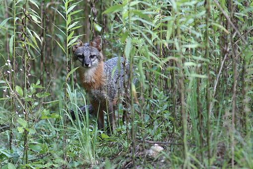 Grey Fox :)-20090718-img_3103.jpg