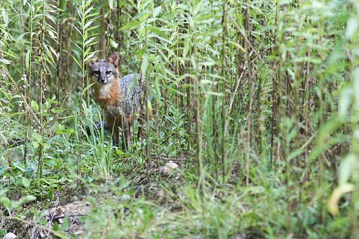 Grey Fox :)-20090718-img_3105.jpg