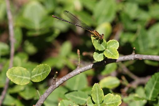 Dragonflies-20090717-img_2935.jpg