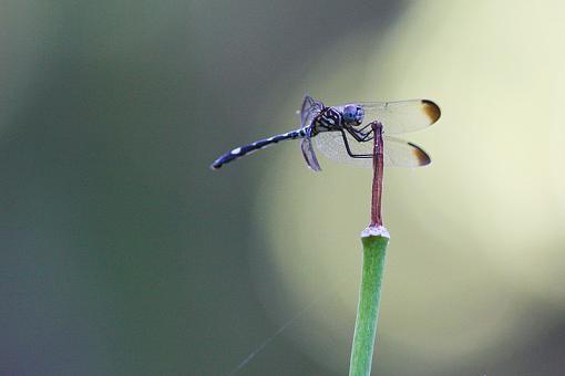 Dragonflies-20090717-img_2950.jpg