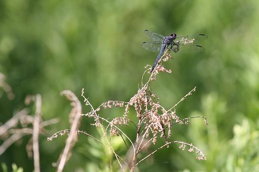 Dragonflies-20090718-img_2972.jpg