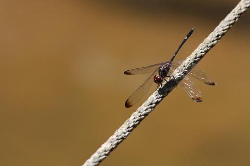 Dragonflies-20090718-img_3052.jpg