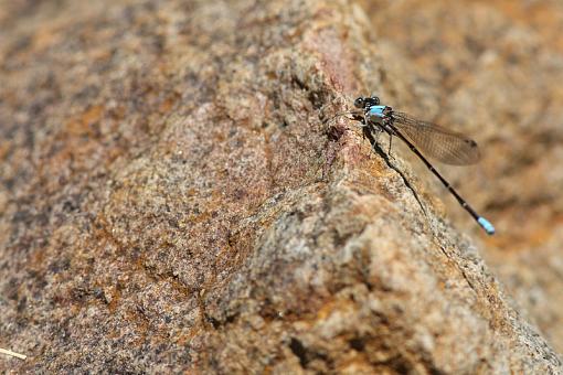 Dragonflies-20090718-img_3046.jpg