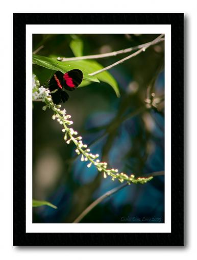 Black and red Buuterfly  from &quot;Tlacotalpan Veracruz&quot;-black-red-butterfly.jpg