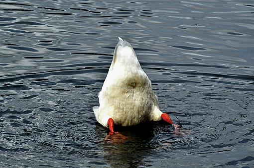 Rare syclops duck photo!!!-dsc_0830-copy.jpg