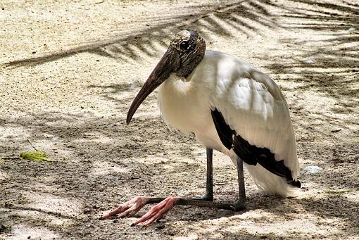 Wood Stork on break-stork348.jpg