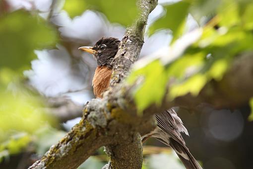 Robins robins everywhere...-20090720-img_3162.jpg