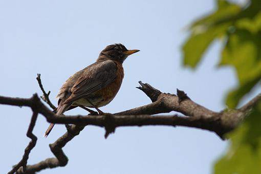 Robins robins everywhere...-20090720-img_3165.jpg