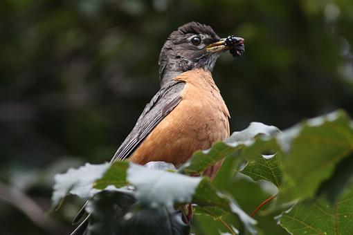 Robins robins everywhere...-20090720-img_3168.jpg