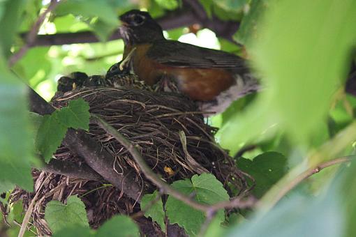 Robins robins everywhere...-20090720-img_3205.jpg