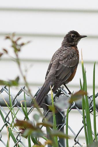 Robins robins everywhere...-20090721-img_3318.jpg