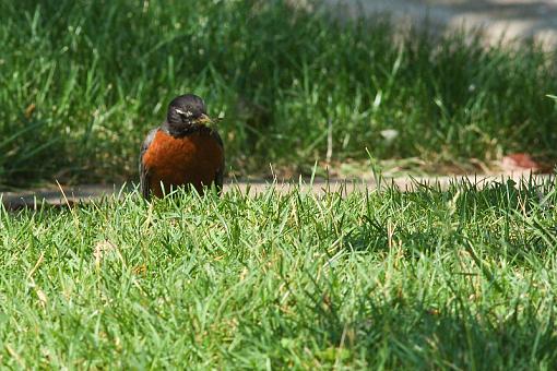 Robins robins everywhere...-20090720-img_3216.jpg