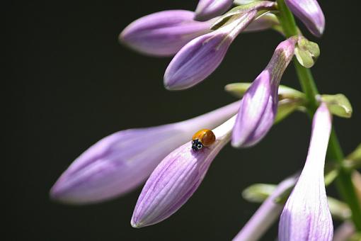 Bees and Beetles-20090726-img_3488.jpg