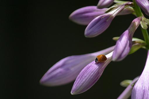 Bees and Beetles-20090726-img_3490.jpg