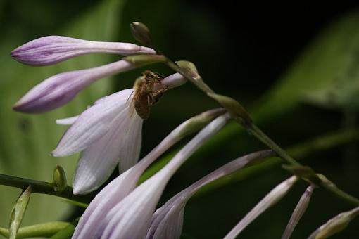 Bees and Beetles-20090726-img_3500.jpg